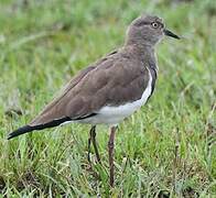 Black-winged Lapwing