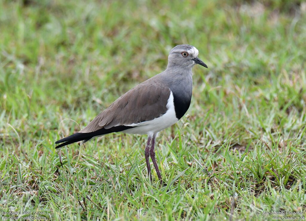 Black-winged Lapwing