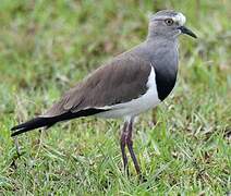 Black-winged Lapwing