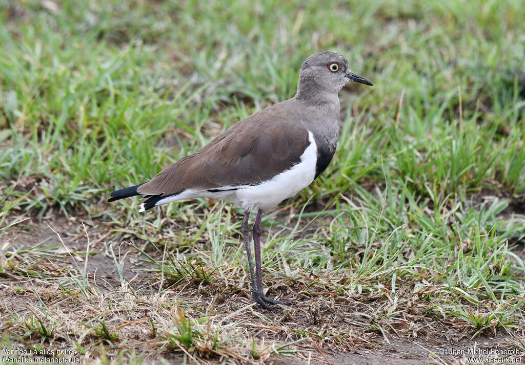 Black-winged Lapwing