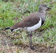 Black-winged Lapwing