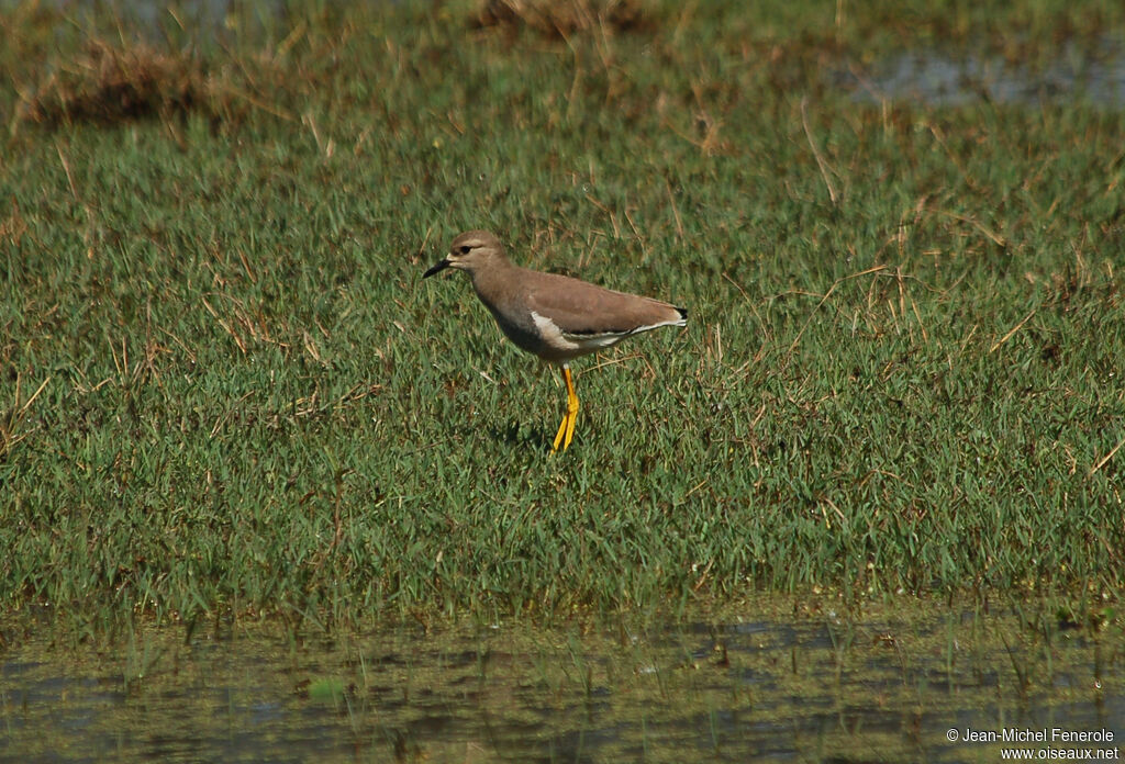 White-tailed Lapwing