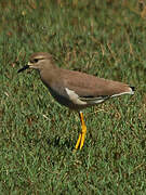 White-tailed Lapwing