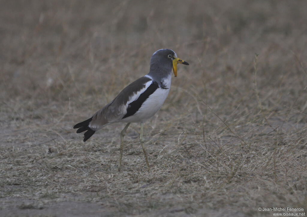 White-crowned Lapwing