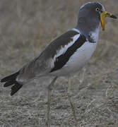 White-crowned Lapwing