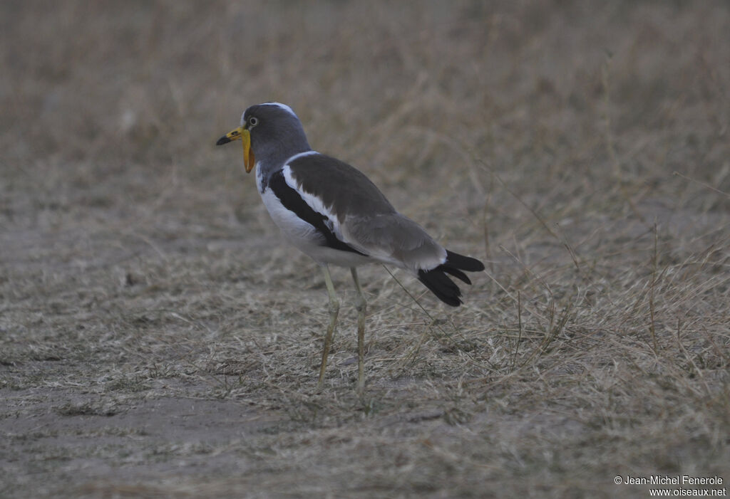 White-crowned Lapwing