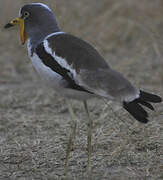 White-crowned Lapwing