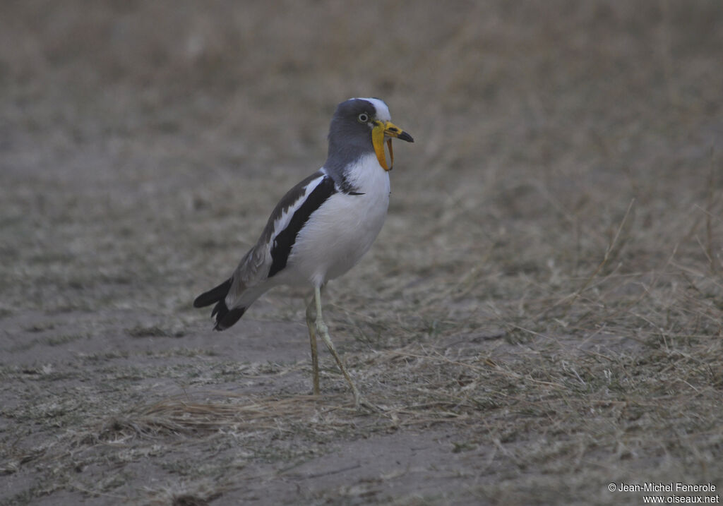 White-crowned Lapwing