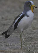 White-crowned Lapwing