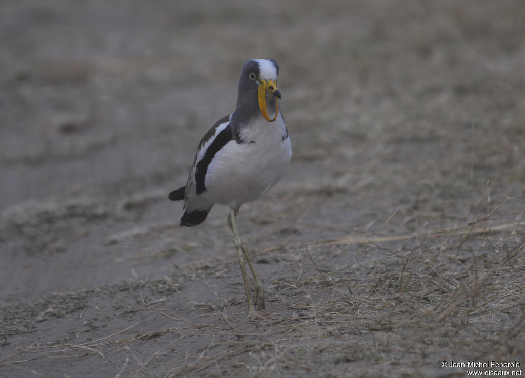 White-crowned Lapwing