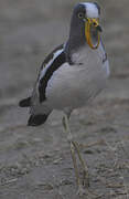 White-crowned Lapwing