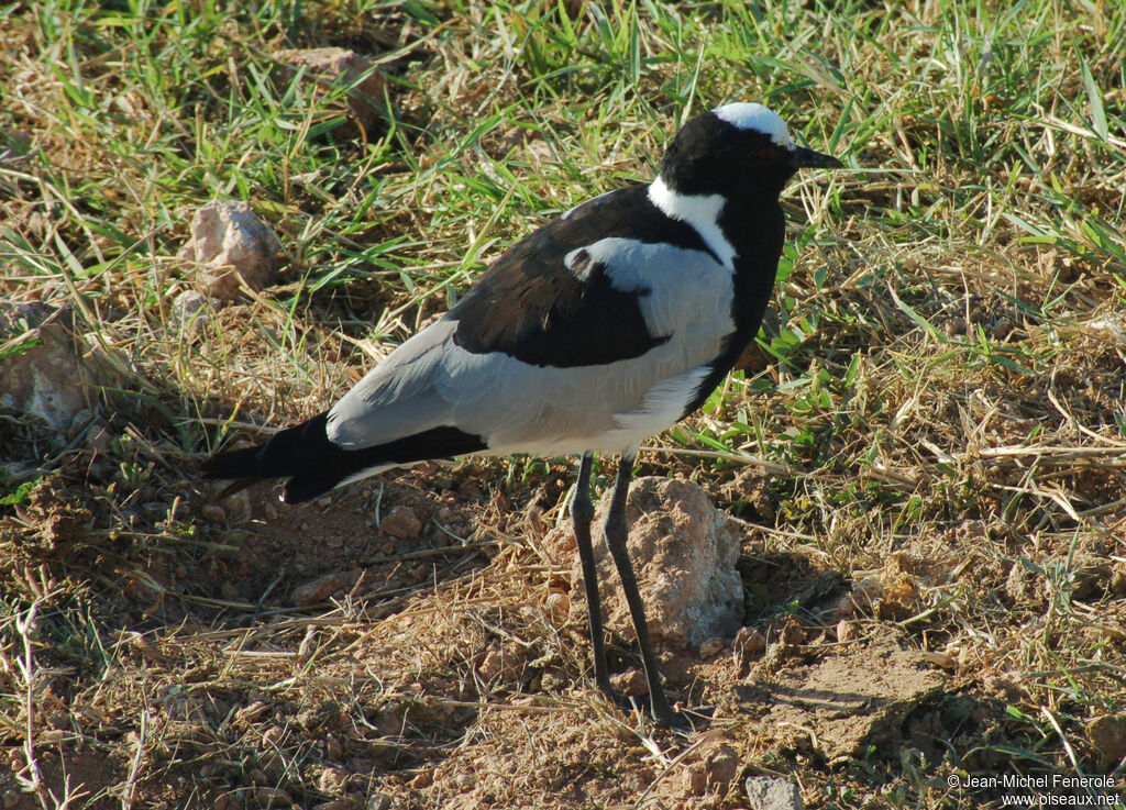 Blacksmith Lapwing