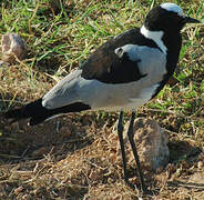 Blacksmith Lapwing