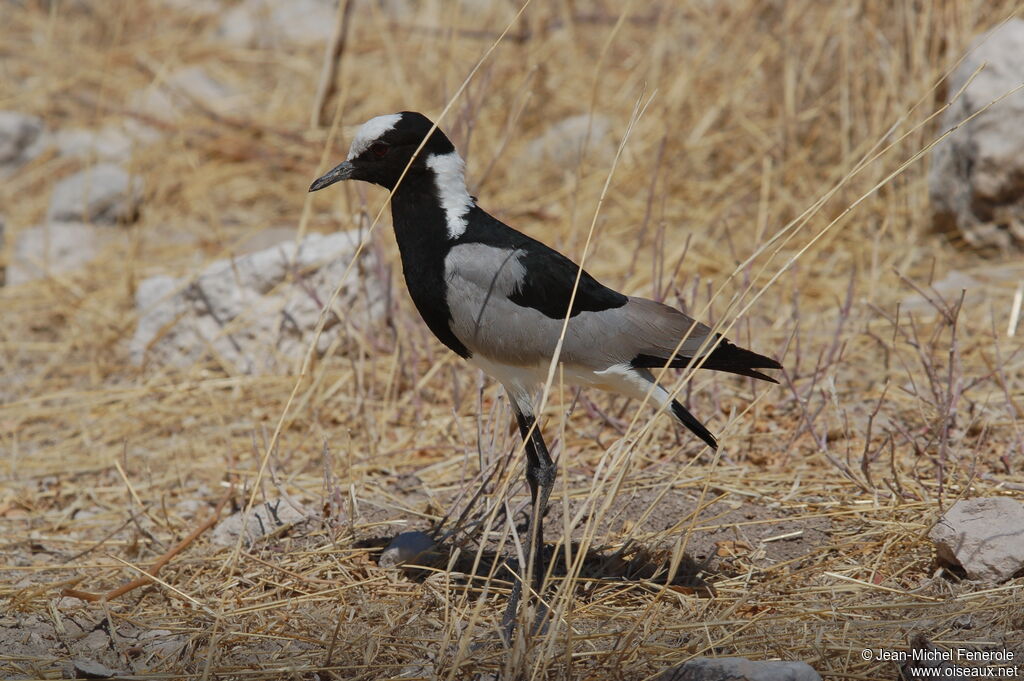 Vanneau armé, identification