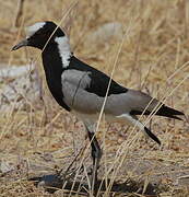 Blacksmith Lapwing