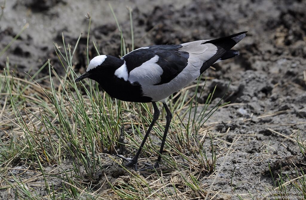 Blacksmith Lapwing