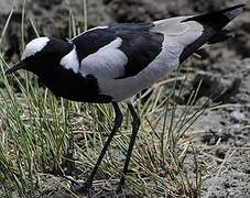 Blacksmith Lapwing