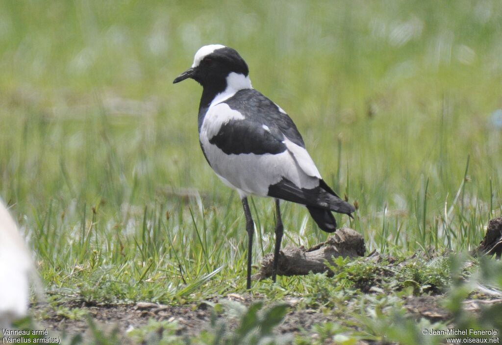 Blacksmith Lapwing