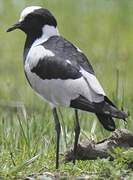 Blacksmith Lapwing