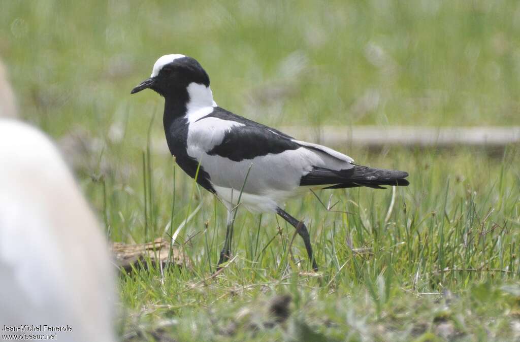 Blacksmith Lapwing, identification