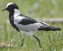 Blacksmith Lapwing