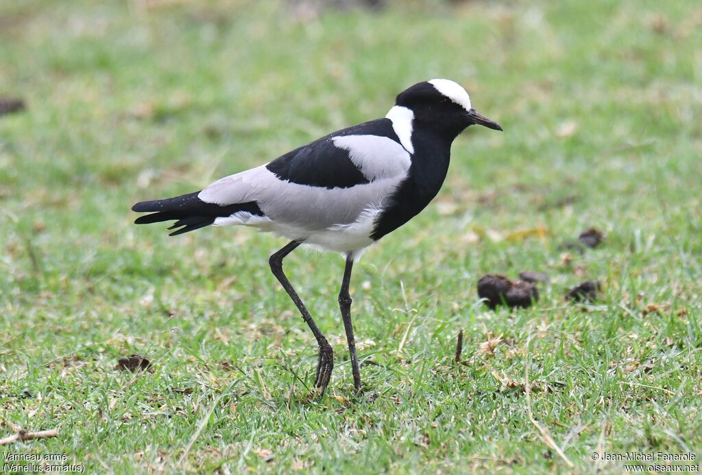 Blacksmith Lapwing