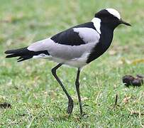 Blacksmith Lapwing