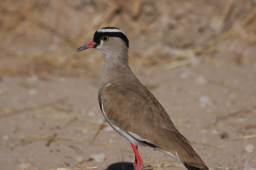 Crowned Lapwing, identification