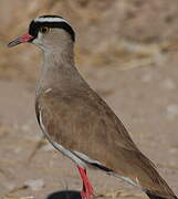 Crowned Lapwing