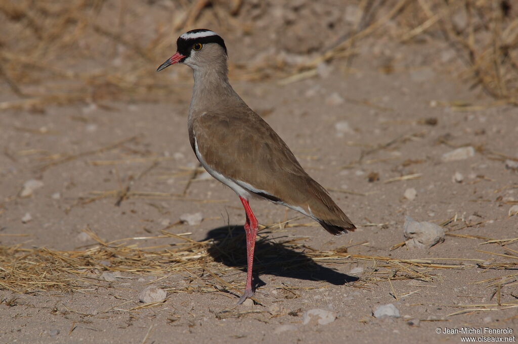 Crowned Lapwingadult