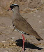 Crowned Lapwing