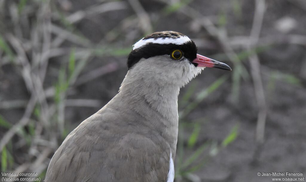 Crowned Lapwing