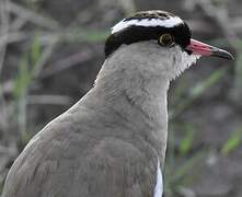 Crowned Lapwing