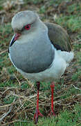 Andean Lapwing