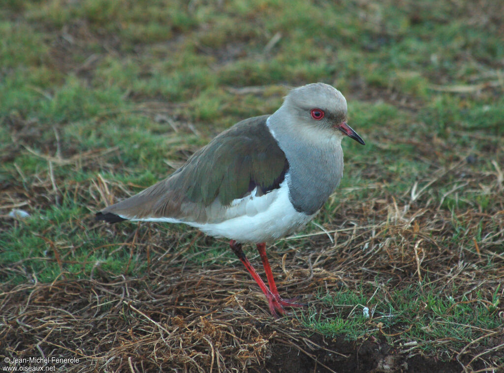 Vanneau des Andes