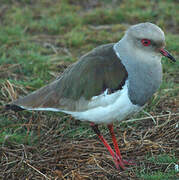 Andean Lapwing