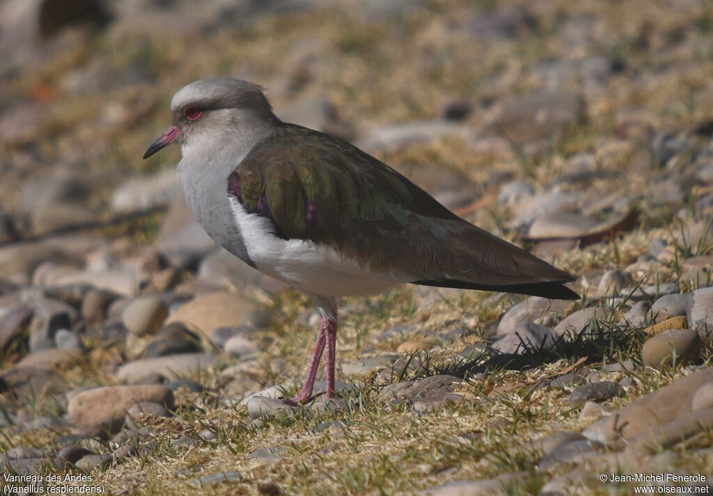 Vanneau des Andes