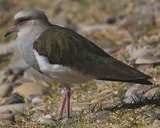 Andean Lapwing