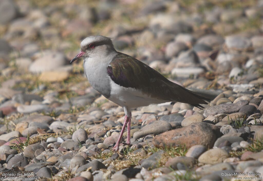 Andean Lapwing