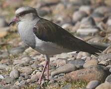 Andean Lapwing