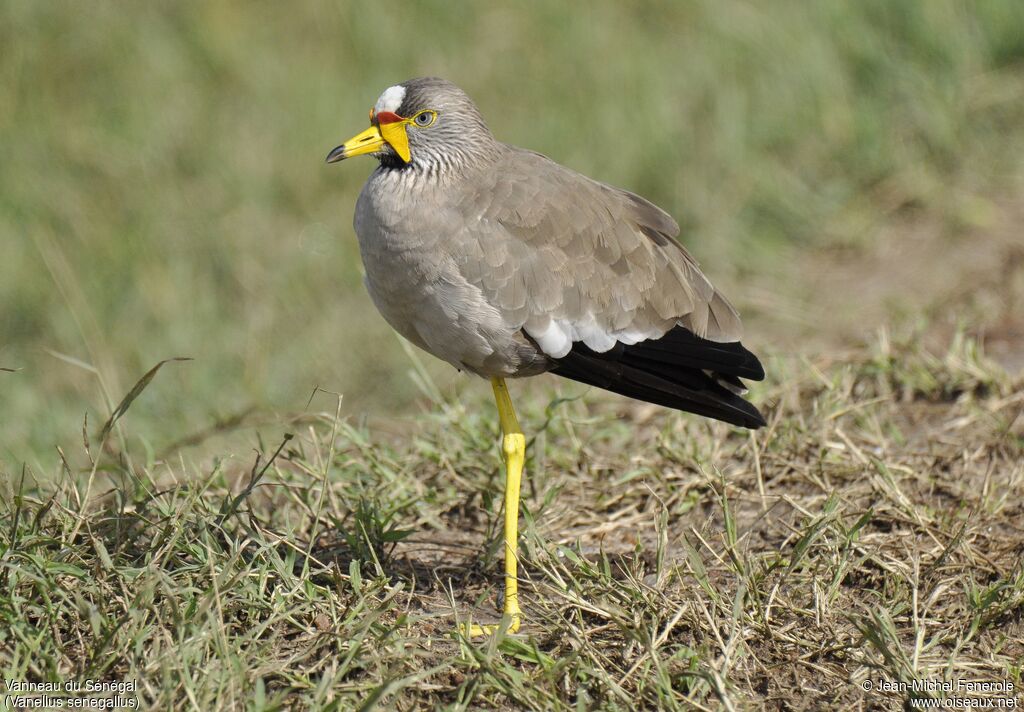 African Wattled Lapwing