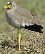 African Wattled Lapwing