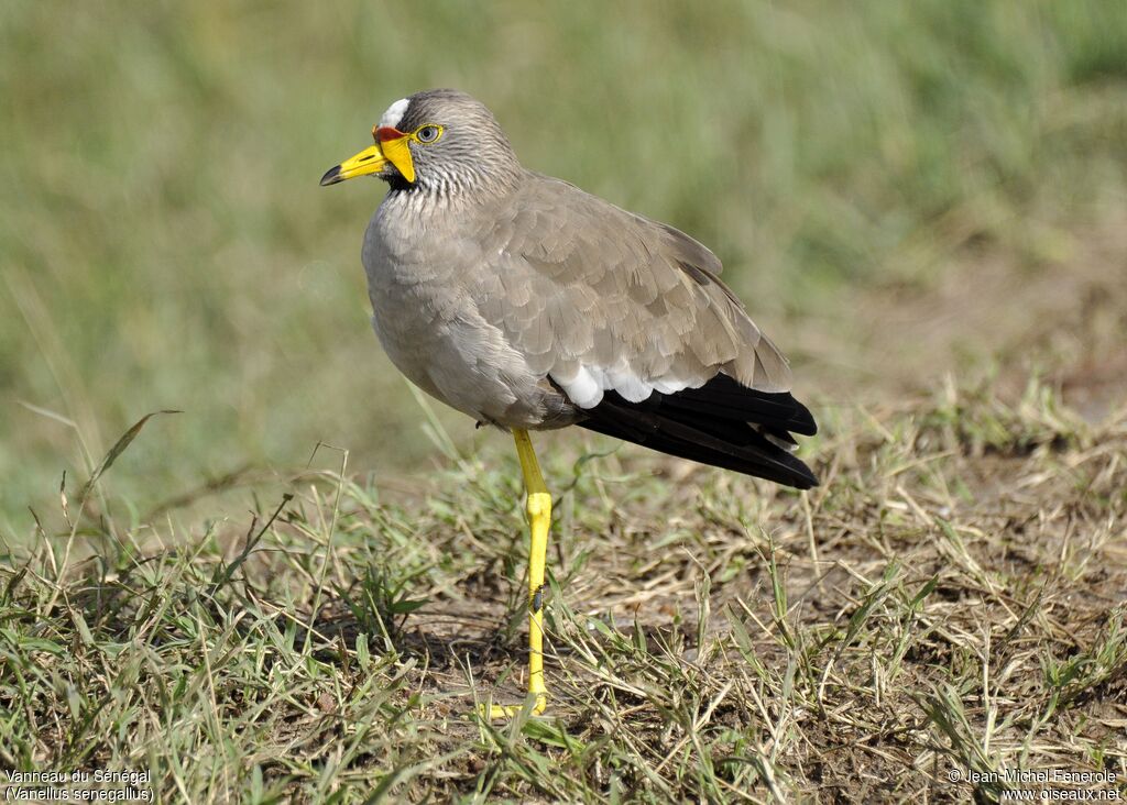 Vanneau du Sénégal