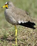 African Wattled Lapwing