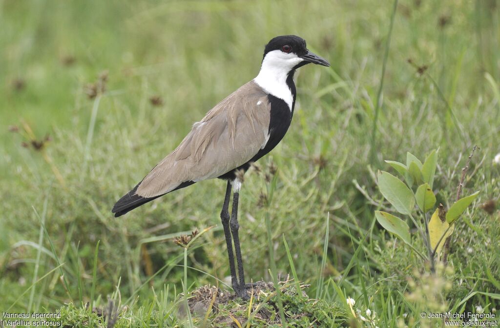 Spur-winged Lapwing