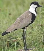 Spur-winged Lapwing