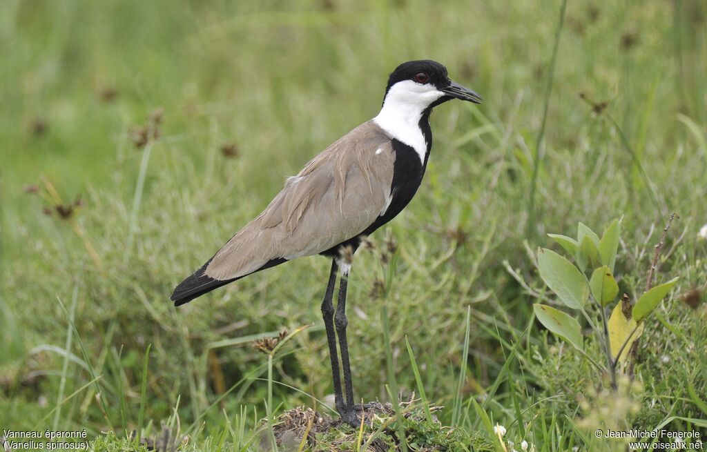 Spur-winged Lapwing