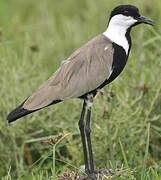 Spur-winged Lapwing