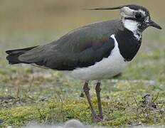 Northern Lapwing