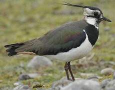 Northern Lapwing